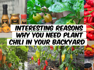Interesting Reasons Why You need Plant Chili in Your Backyard