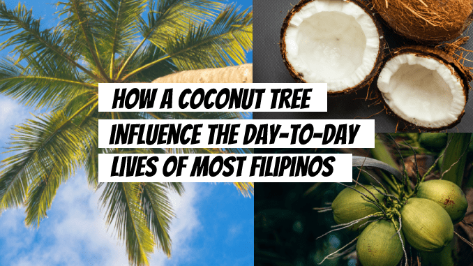 coconut-tree-influcence-filipino-lives