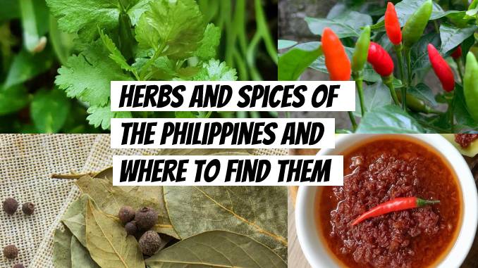 herbs and spices of the philippines and where to find them