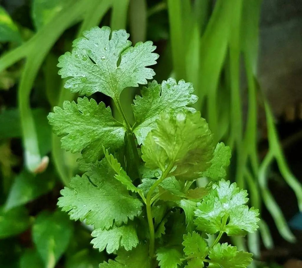 chinese parsley or cilantro