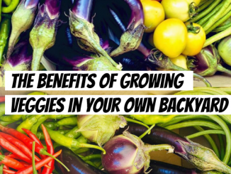 the benefits of grow veggies in your own backyard