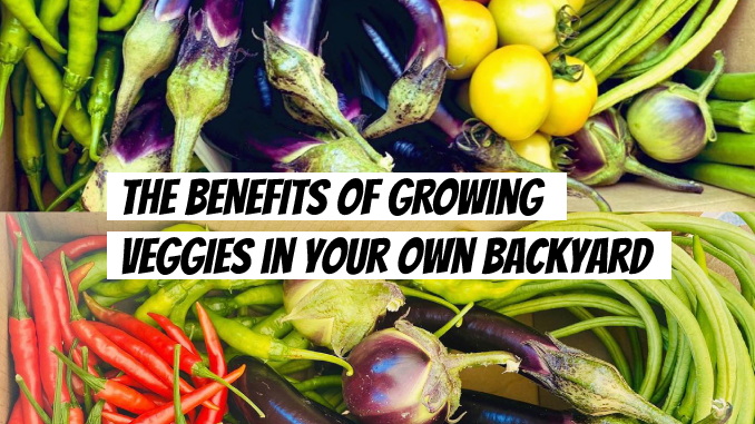 the benefits of grow veggies in your own backyard